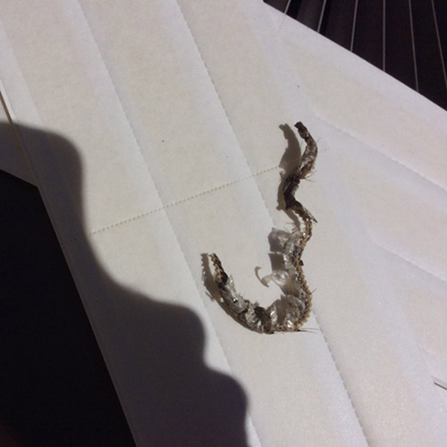 snakes-in-home Snake Control and Removal